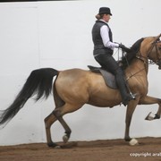 2013 Stachowski Select Sale