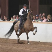 2013 Stachowski Select Sale