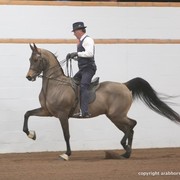 2013 Stachowski Select Sale