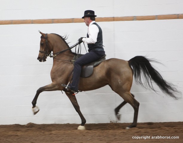 2013 Stachowski Select Sale