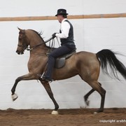 2013 Stachowski Select Sale