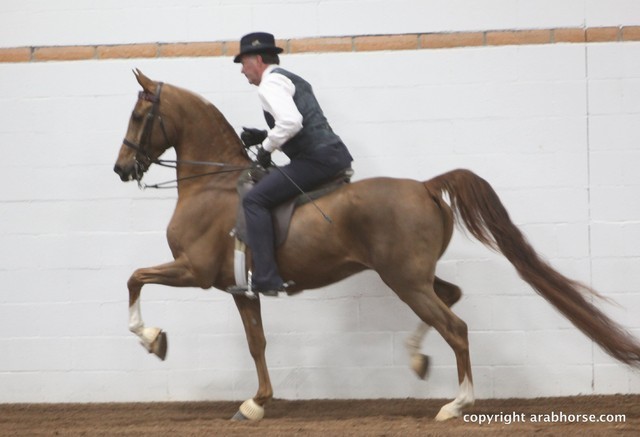 2013 Stachowski Select Sale