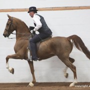 2013 Stachowski Select Sale