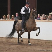 2013 Stachowski Select Sale