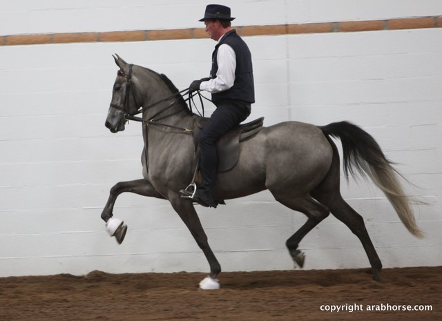 2013 Stachowski Select Sale