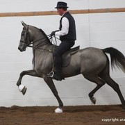 2013 Stachowski Select Sale