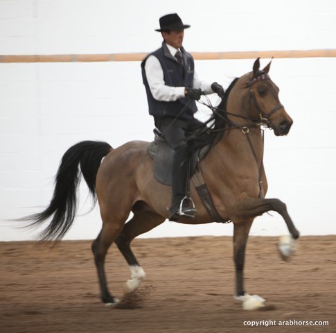 2013 Stachowski Select Sale