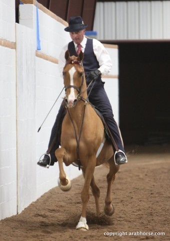 2013 Stachowski Select Sale