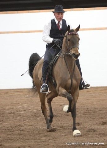 2013 Stachowski Select Sale