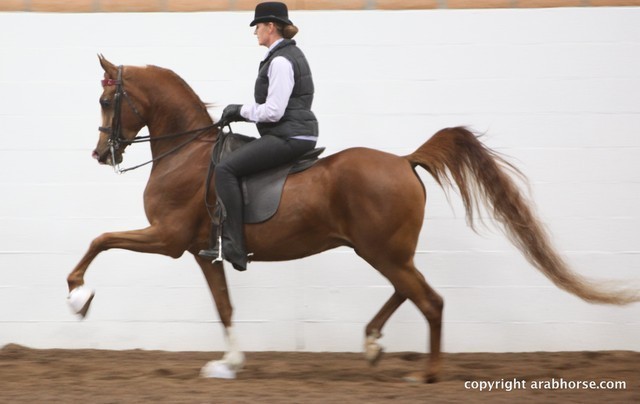 2013 Stachowski Select Sale