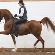 2013 Stachowski Select Sale