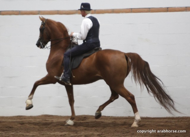 2013 Stachowski Select Sale