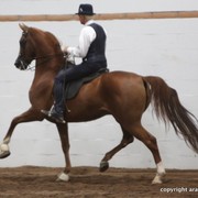 2013 Stachowski Select Sale