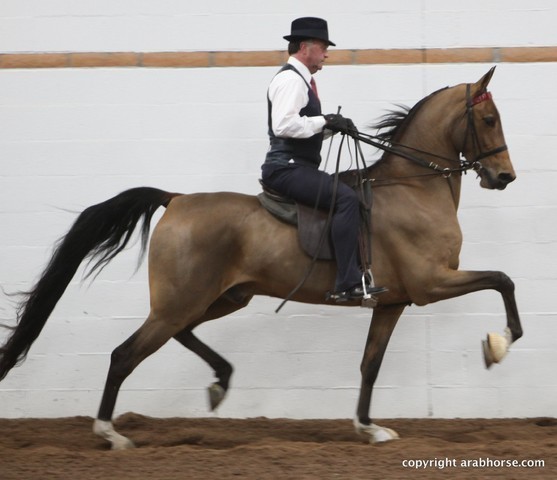 2013 Stachowski Select Sale