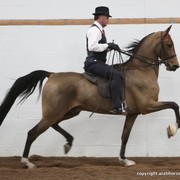 2013 Stachowski Select Sale