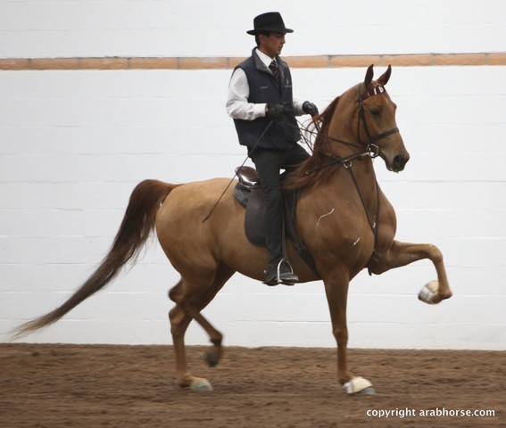 2013 Stachowski Select Sale