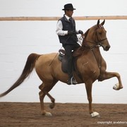 2013 Stachowski Select Sale