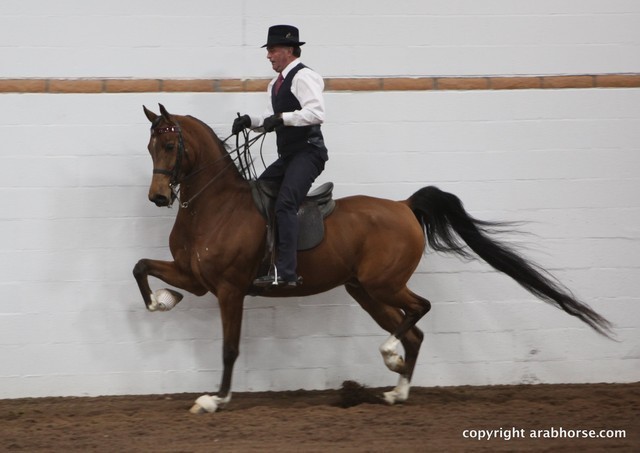 2013 Stachowski Select Sale