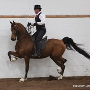 2013 Stachowski Select Sale