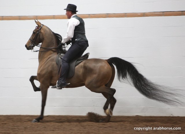 2013 Stachowski Select Sale