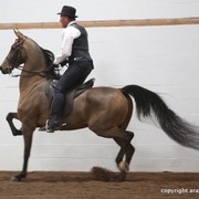 2013 Stachowski Select Sale