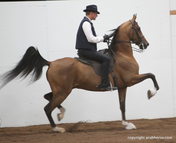 2013 Stachowski Select Sale