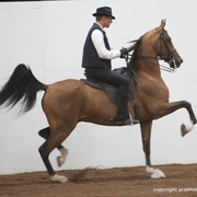 2013 Stachowski Select Sale