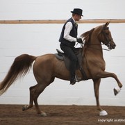 2013 Stachowski Select Sale