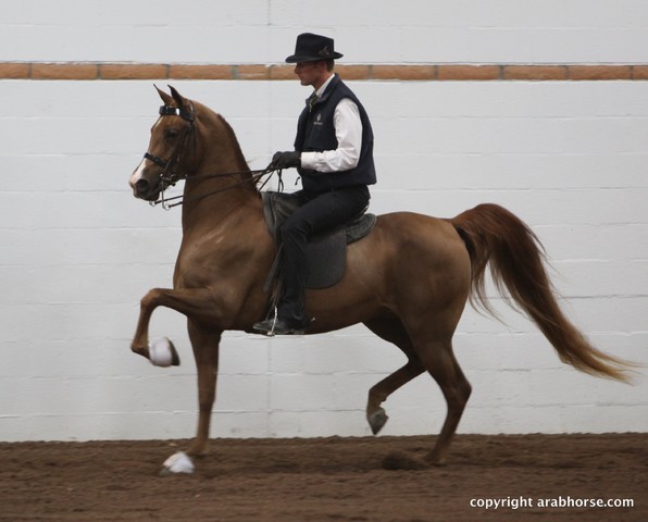 2013 Stachowski Select Sale