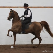 2013 Stachowski Select Sale