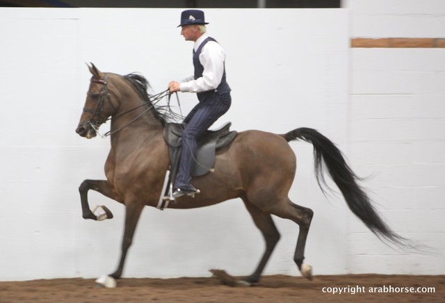 2013 Stachowski Select Sale