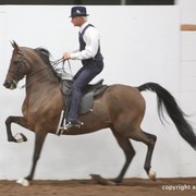 2013 Stachowski Select Sale