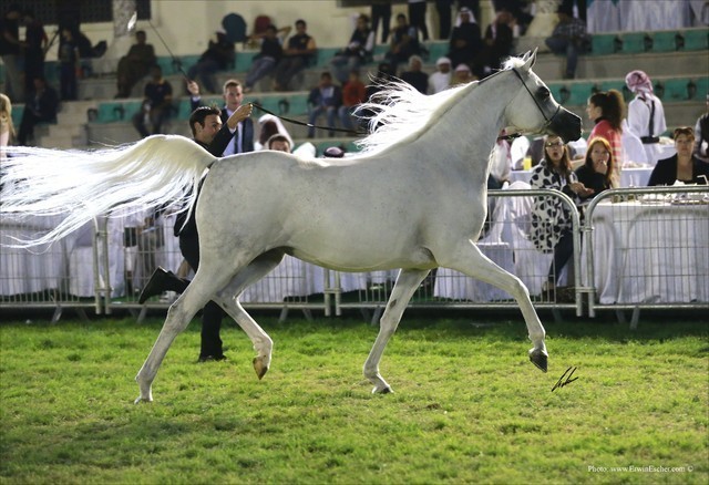 2013 Abu Dhabi Championships