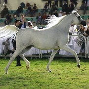 2013 Abu Dhabi Championships