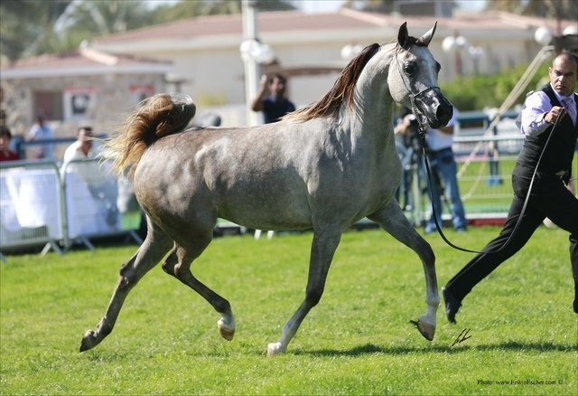 2013 Abu Dhabi Championships