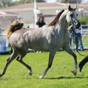 2013 Abu Dhabi Championships