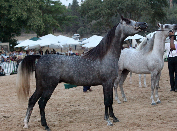 Al Raheb AA - Al Raheb AA