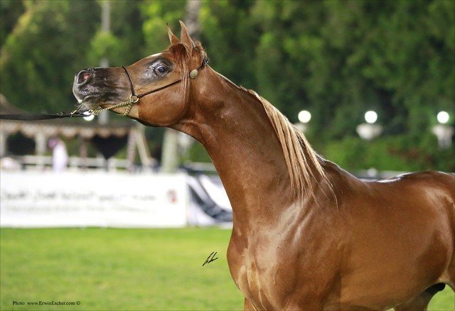 2013 Abu Dhabi Championships