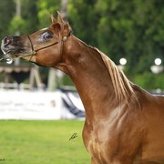 2013 Abu Dhabi Championships