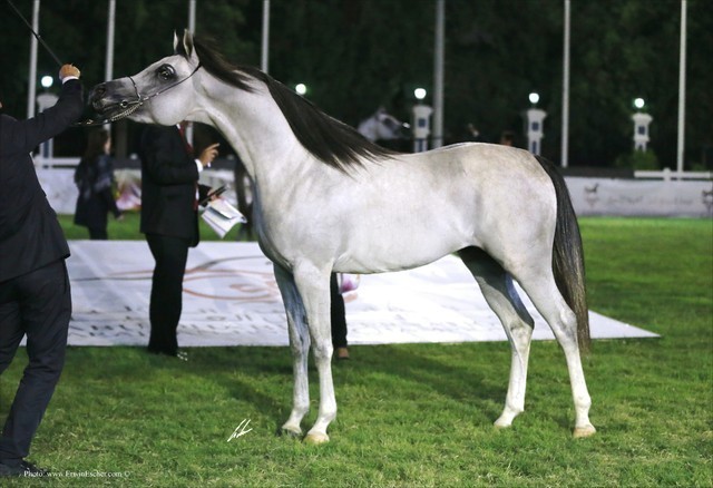 2013 Abu Dhabi Championships