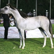 2013 Abu Dhabi Championships