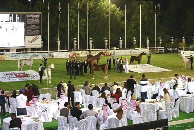 2013 Abu Dhabi Championships