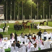 2013 Abu Dhabi Championships