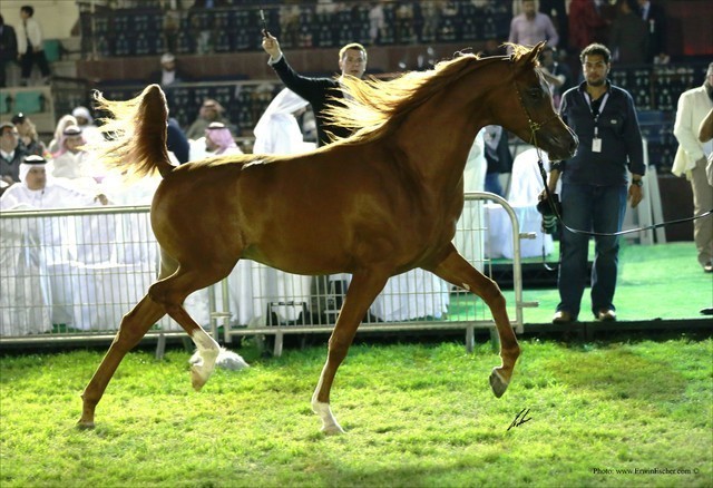 2013 Abu Dhabi Championships