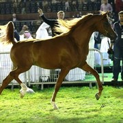 2013 Abu Dhabi Championships