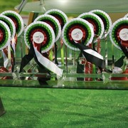 2013 Abu Dhabi Championships