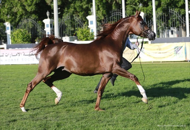 2013 Abu Dhabi Championships