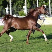 2013 Abu Dhabi Championships