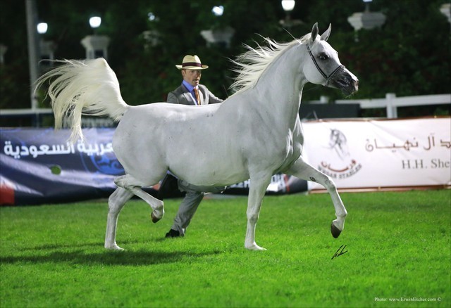 2013 Abu Dhabi Championships