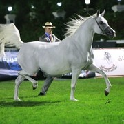 2013 Abu Dhabi Championships